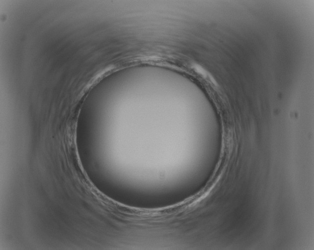 X0000081491353200702100020