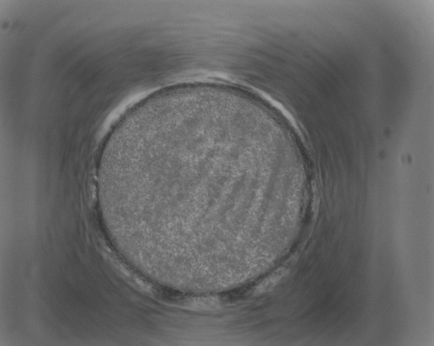 X0000081491363200702100019