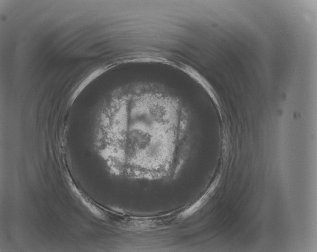 X0000081491385200702100019