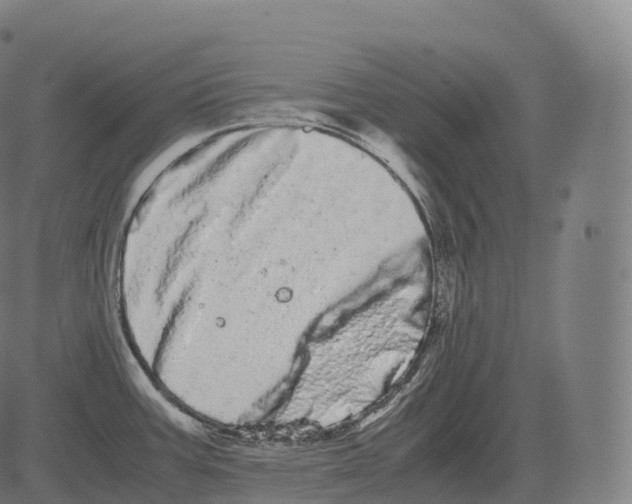 X0000081491387200702100019