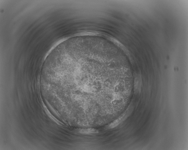 X0000081491417200702100019