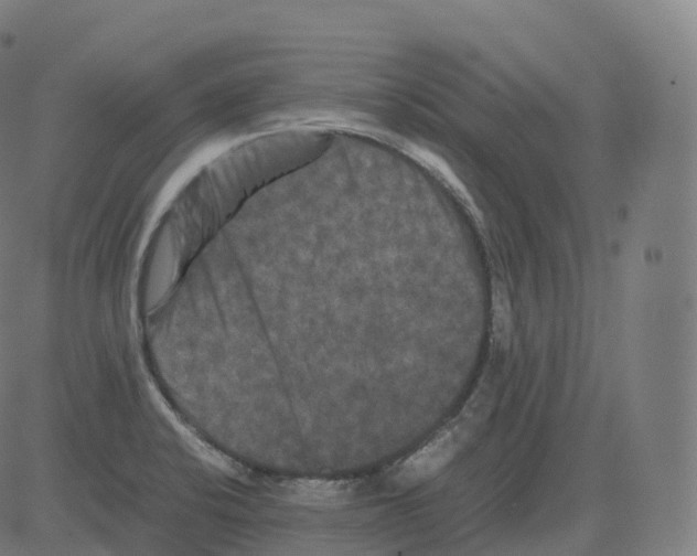 X0000081491424200702100019