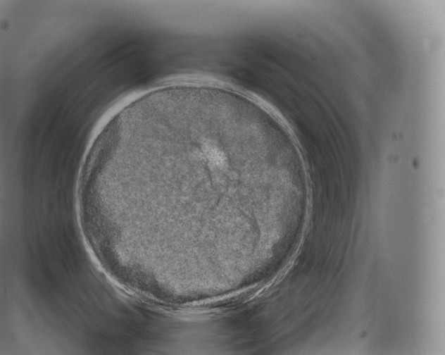 X0000081491440200702100019