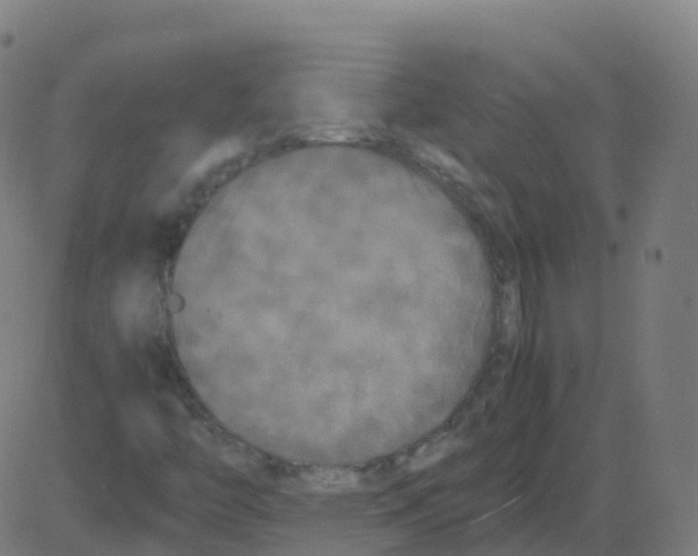 X0000081491446200702100018