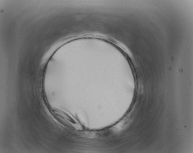 X0000081491504200702100017