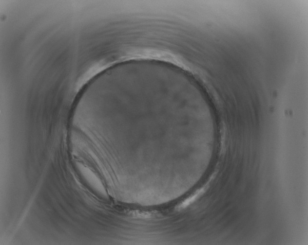 X0000081491505200702100017