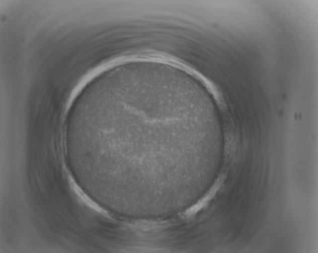 X0000081491514200702100017