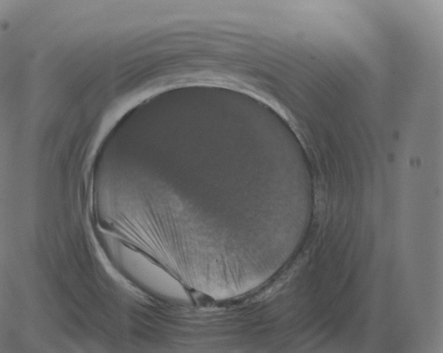 X0000081491515200702100017