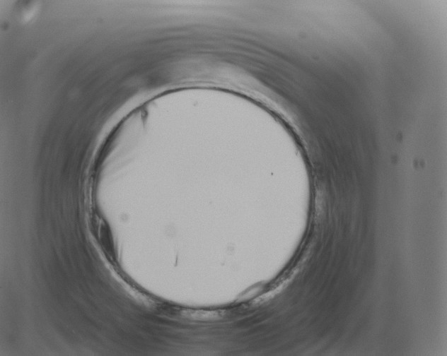 X0000081491517200702100017