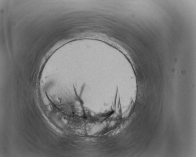 X0000081491525200702100017