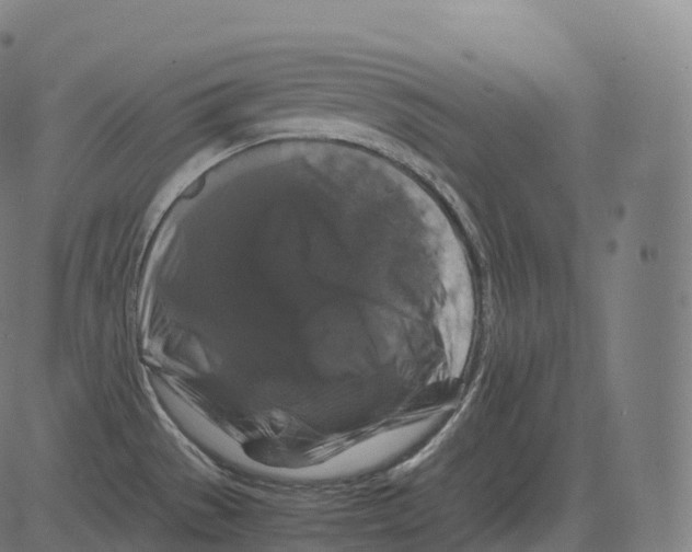 X0000081491529200702100017