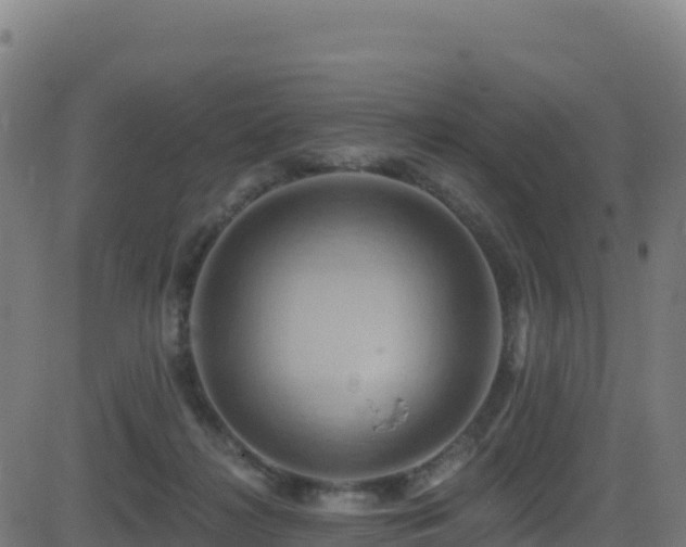 X0000081500268200701121543