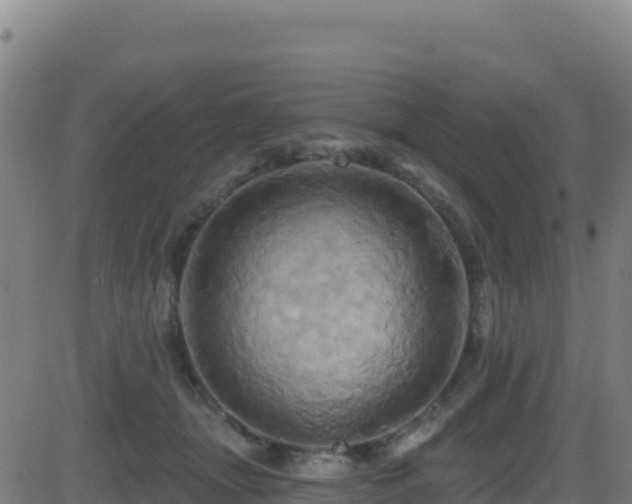 X0000081500463200701121540