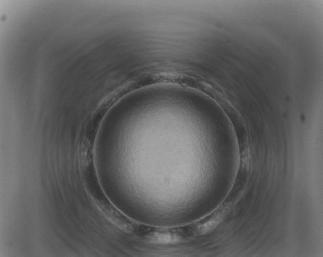 X0000081500464200701121540