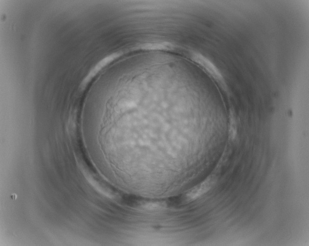 X0000081500155200701262127