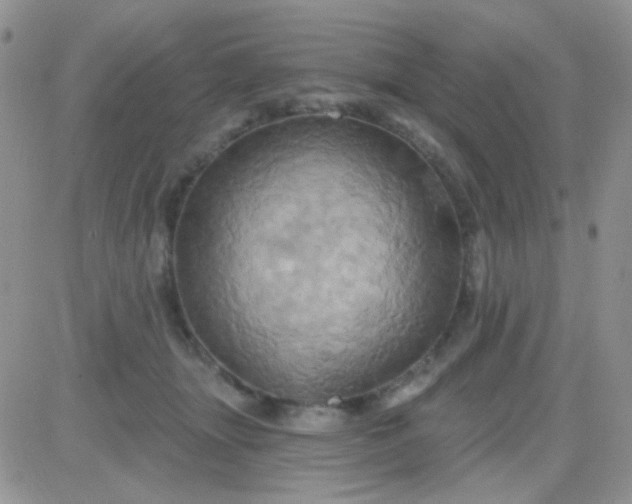 X0000081500463200701262123