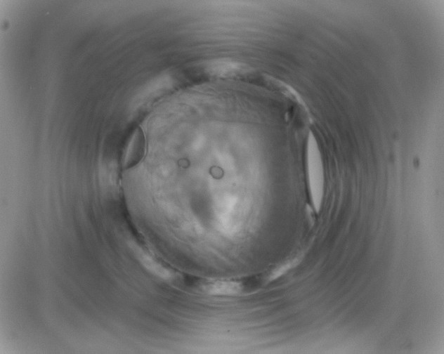 X0000081500670200701262120