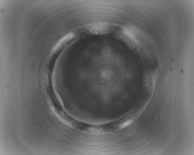 X0000081500690200701262119