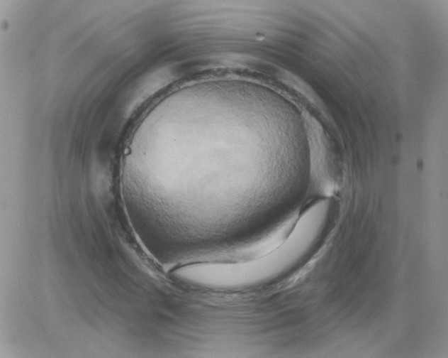 X0000081500826200701262116
