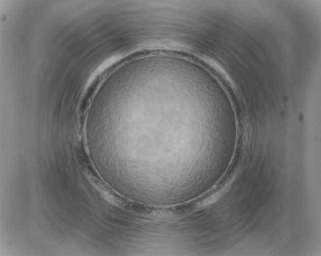 X0000081500974200701262114