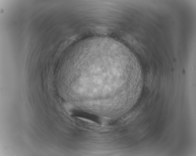 X0000081501201200701262110