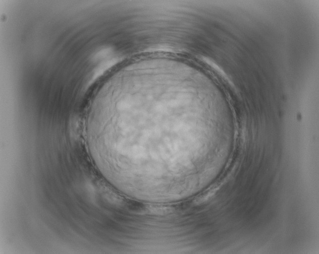 X0000081501258200701262110