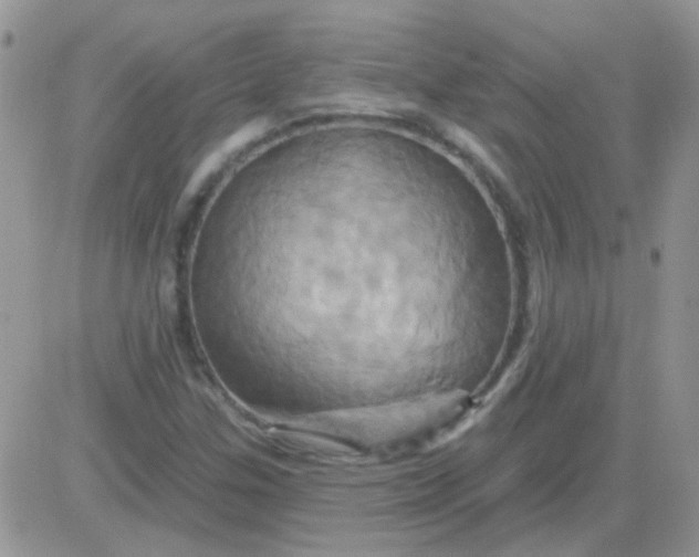 X0000081501307200701262109