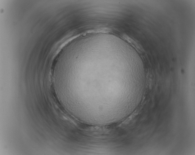 X0000081500338200702021953