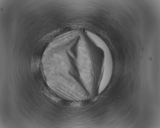 X0000081500574200702100058