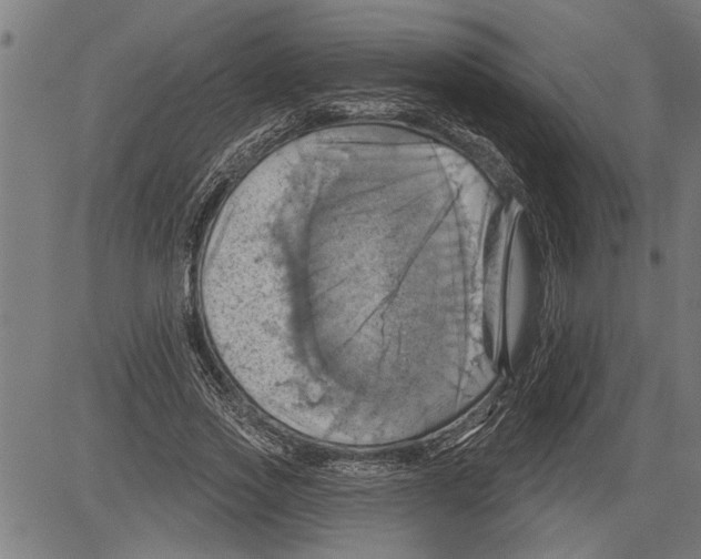 X0000081500733200702100055