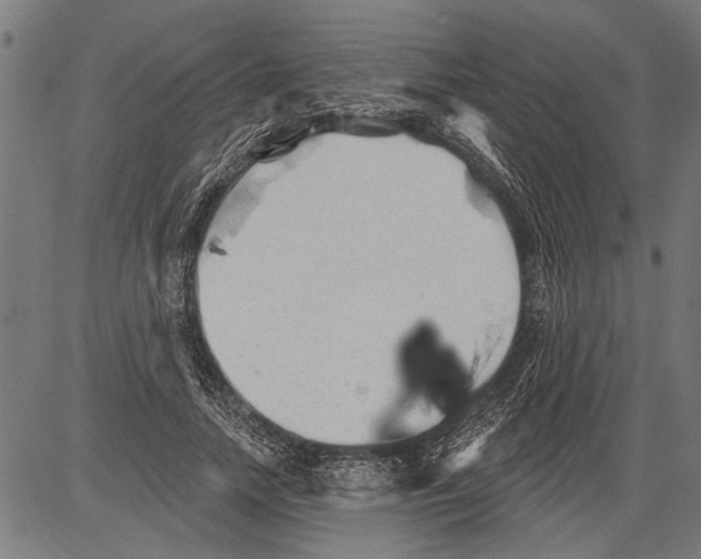 X0000081500738200702100055