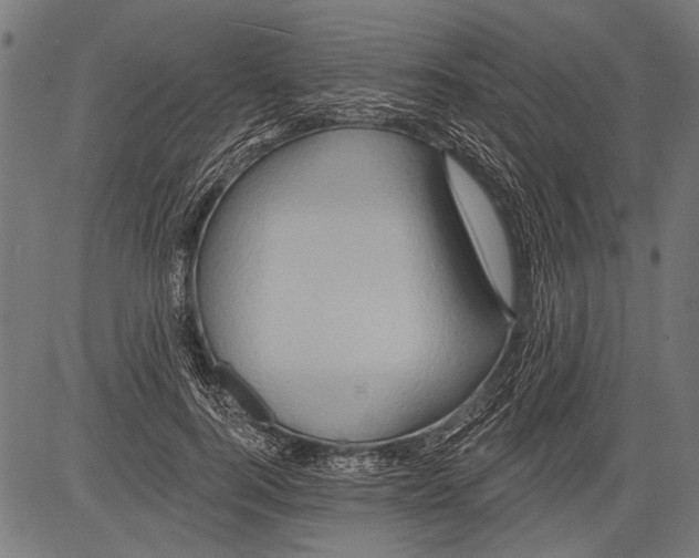 X0000081500744200702100055