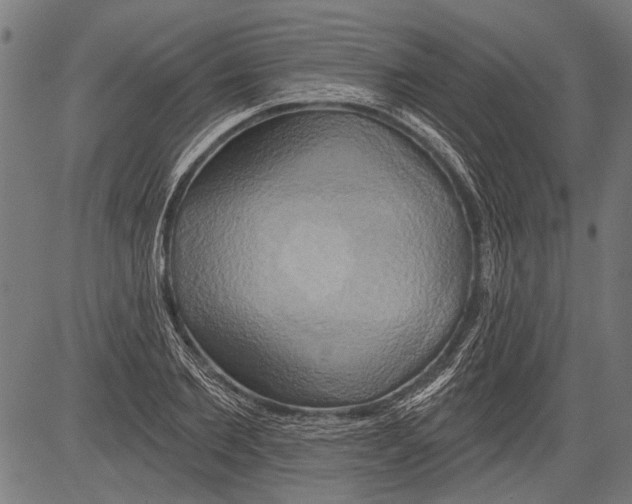 X0000081500885200702100053