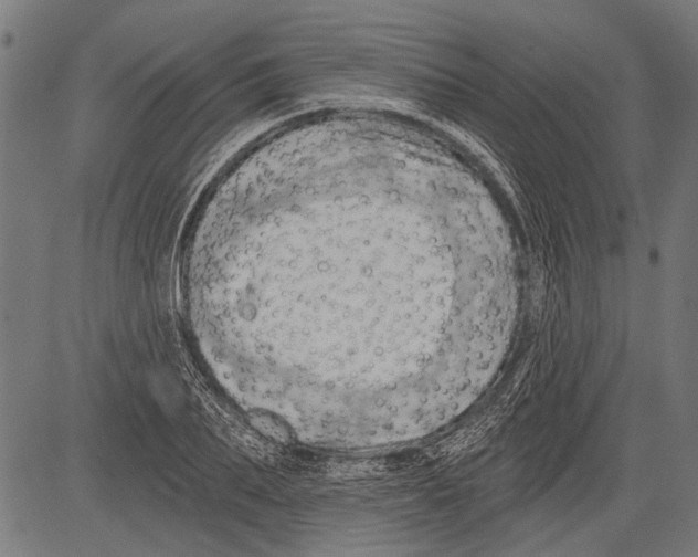 X0000081500887200702100053
