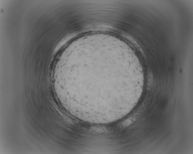 X0000081500978200702100051