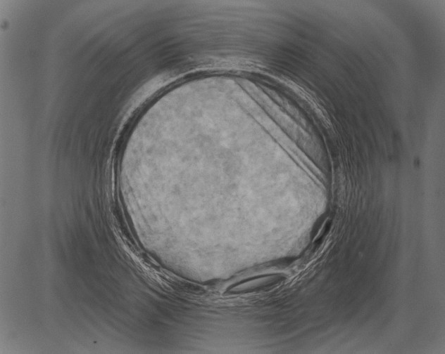 X0000081500982200702100051