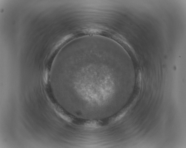X0000081560076200701151157
