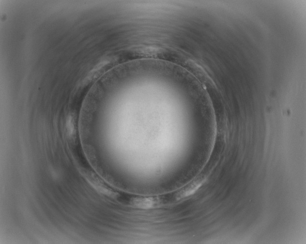 X0000081560131200701151156