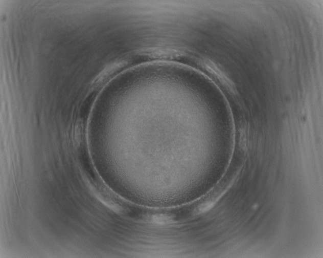 X0000081560165200701151155