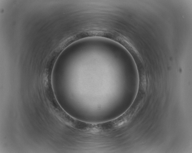 X0000081560259200701151154