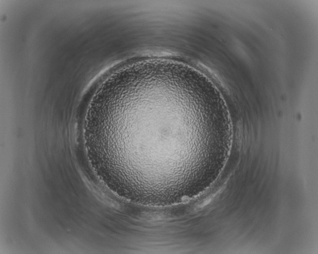 X0000081560351200701151152