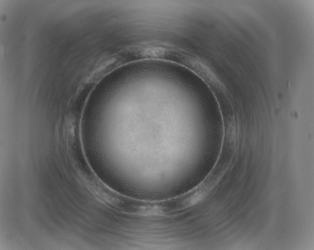 X0000081560363200701151152