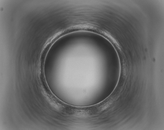 X0000081560486200701151150