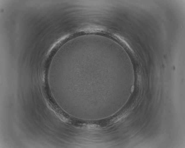 X0000081560539200701151149