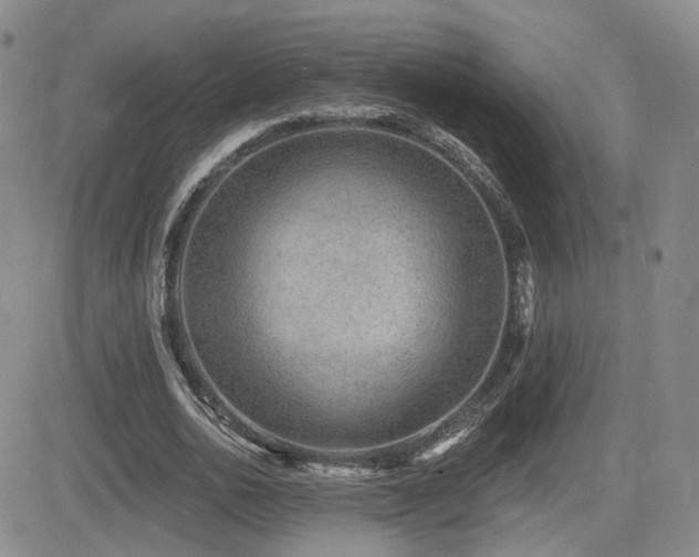 X0000081560726200701151146