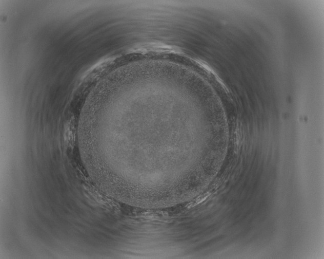 X0000081561063200701151141