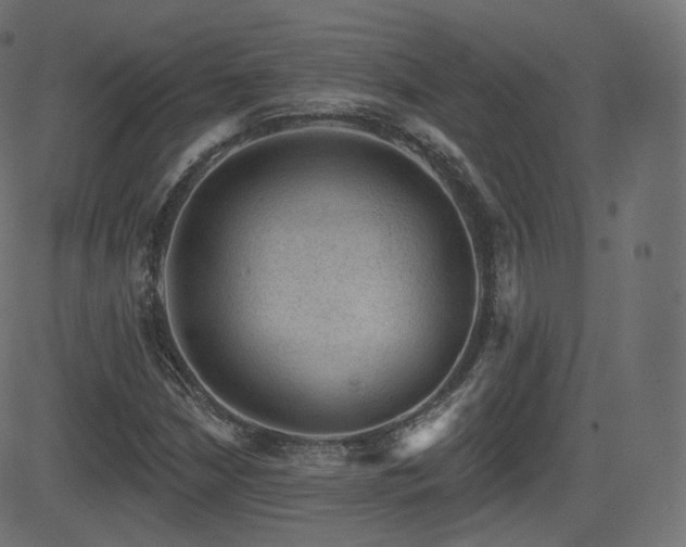 X0000081561210200701151138