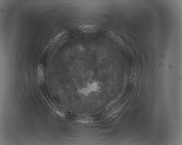 X0000081561298200701151136