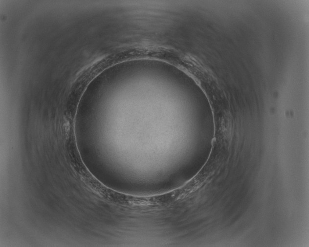 X0000081561302200701151136