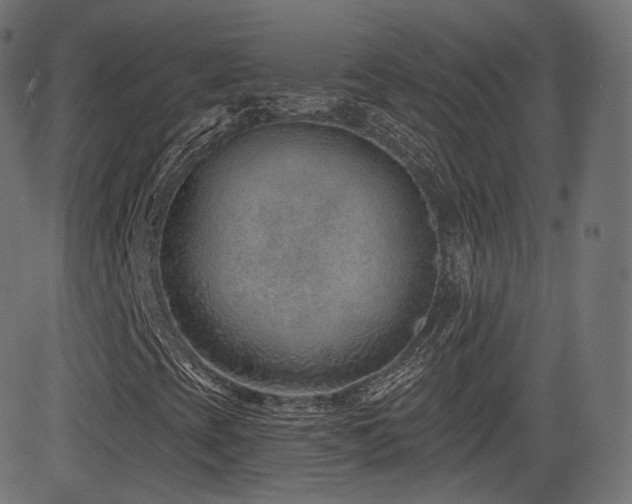 X0000081561393200701151135